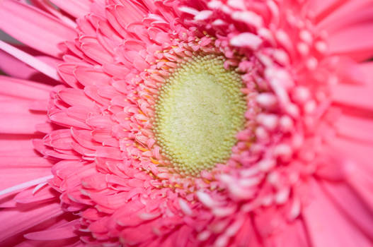 gerbera