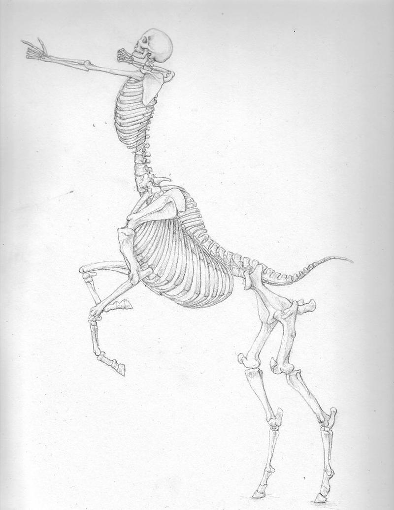 -Centaur Skeleton- by Banvivirie on DeviantArt
