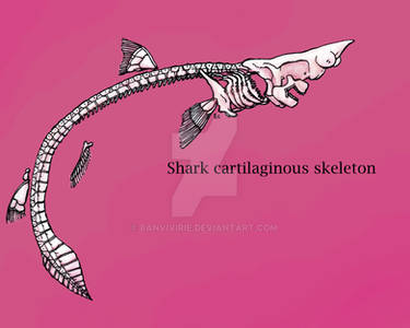 Shark Skeleton