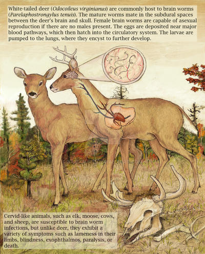 whitetail deer + brainworms I