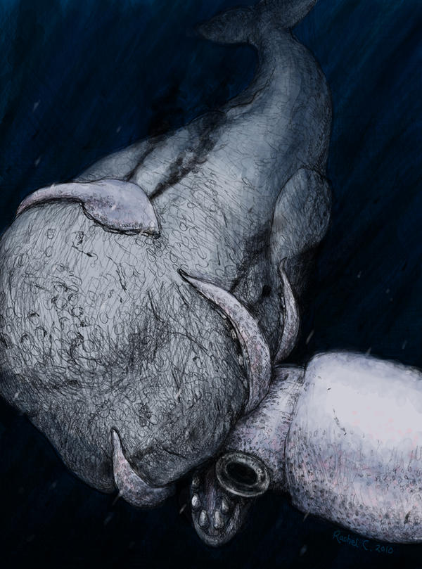 whale vs squid