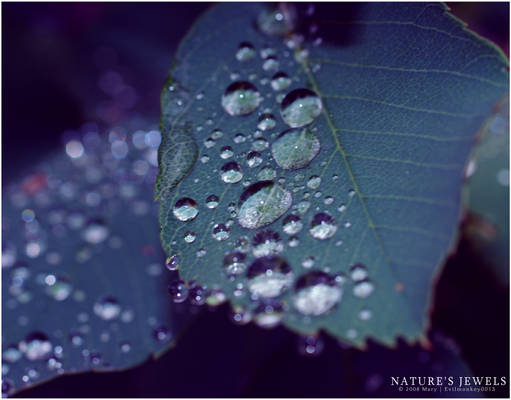 Raindrops