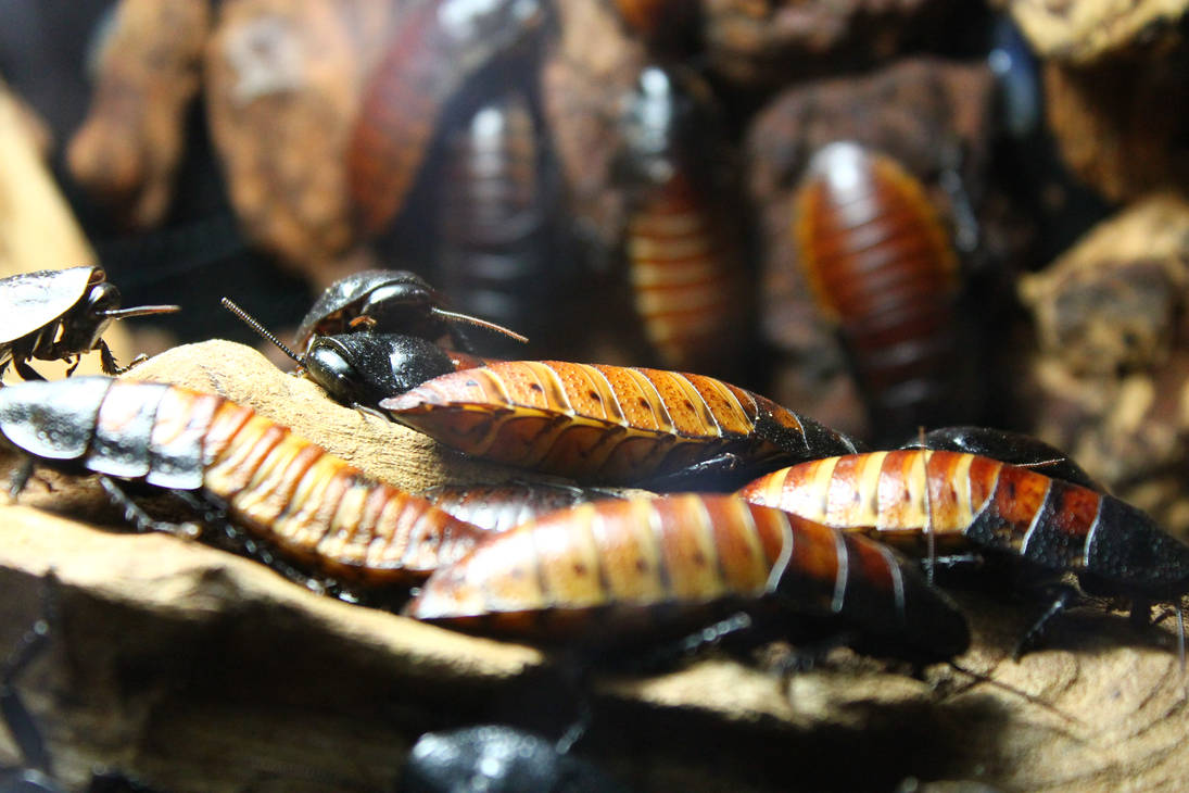 Monkey Cockroach Cockroaches.... very up close and personal fav by megaphix on DeviantArt