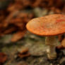 Mushroom 1