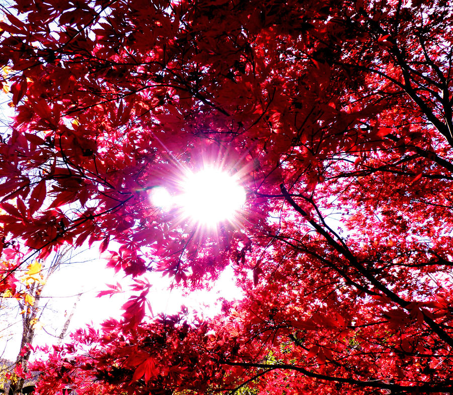 Japanese Maple II