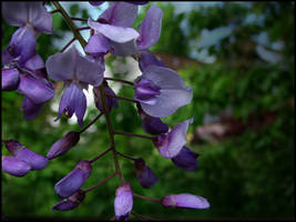 Purple Flowers