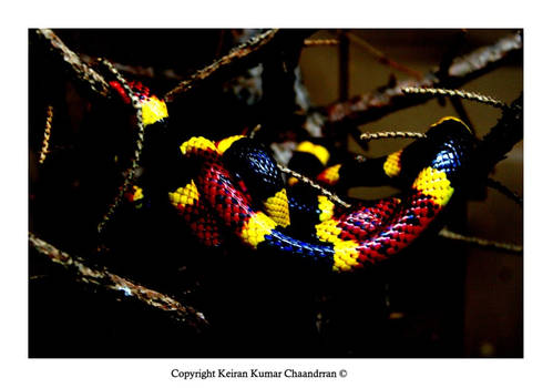 Coral Snake