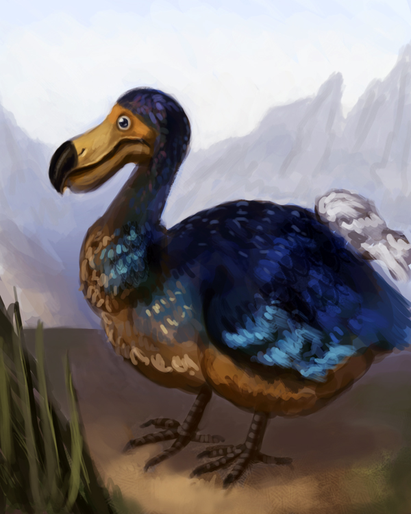 DODO