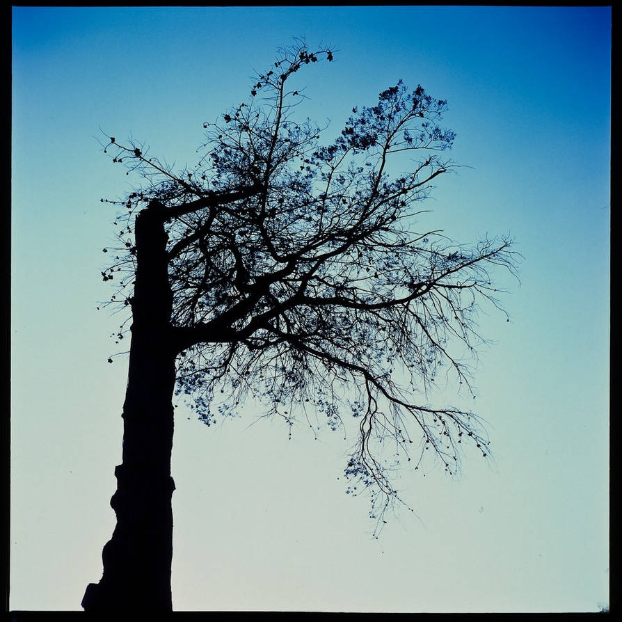 One Side Tree by ZoSo74 on DeviantArt