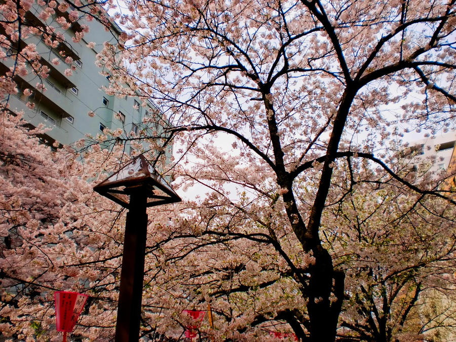 Sakari Tree sakura tree 2 by ribonread127 on DeviantArt