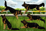 Gunner BSP Obedience Part 1