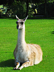 Llama II