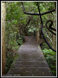 Rainforest Boardwalk