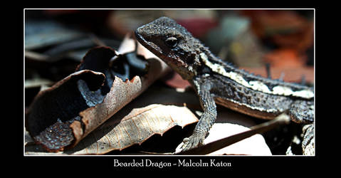 Bearded Dragon