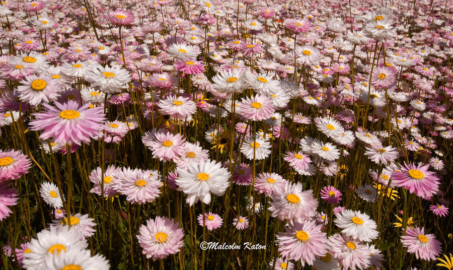 Wildflowers of the West