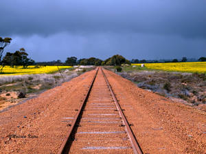 Canola All Stops