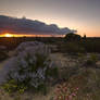 Wildflowers at Sunrise