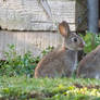 Trouble With The Neighbours