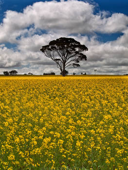 Fields of Gold