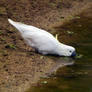 Sulphur Crested Cockatoo