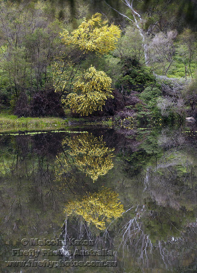 Alligator Lake