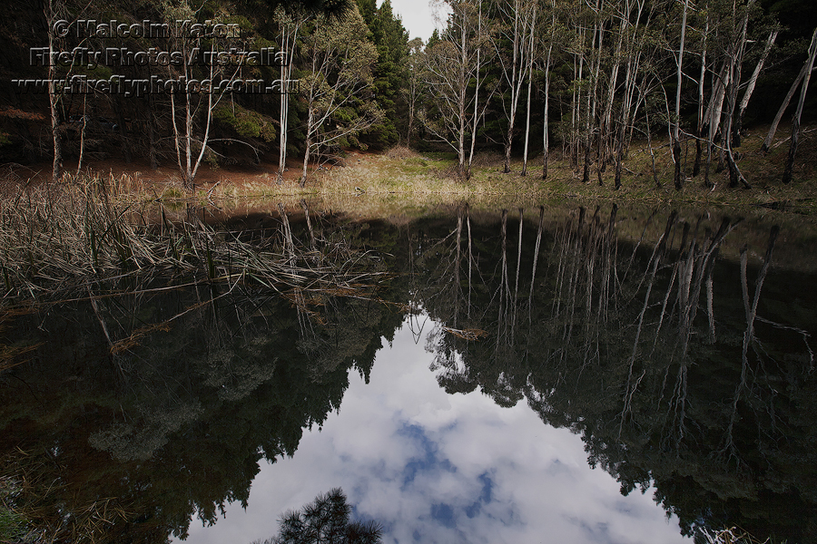 Forest Reflections