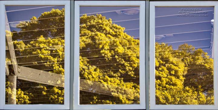 Reflected Wattle