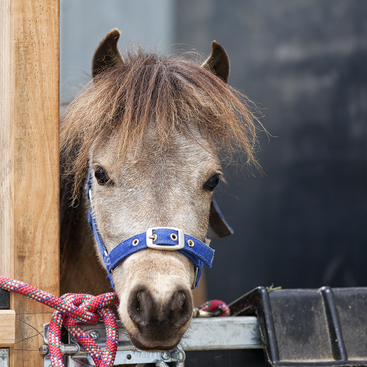 Justin the Miniature Horse