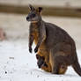 Wallabies on the Beach