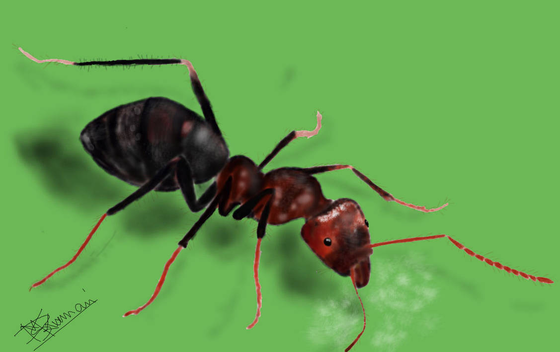 Ant Deviantart Ant by DMSKARTS on DeviantArt