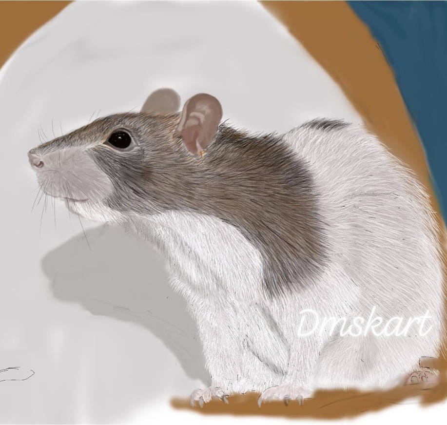 Rat Deviantart Rat by DMSKARTS on DeviantArt