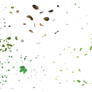 Floating leaves . PNG