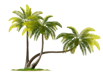 COCONUT TREE PNG