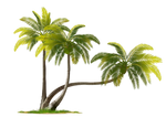 COCONUT TREE PNG
