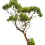 TREE PNG