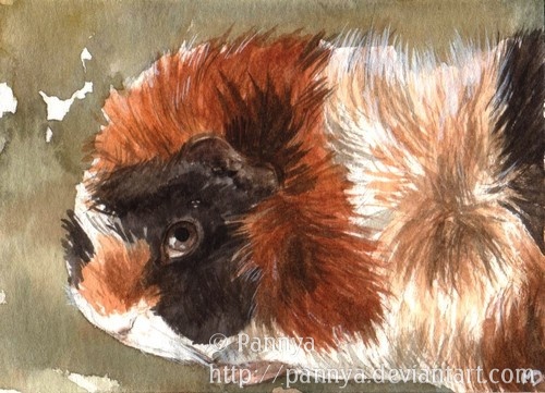 Abyssinian Guinean Pig ACEO