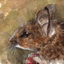 Wood Mouse ACEO