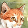 Murry cat ACEO