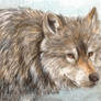 Wild Wolf ACEO