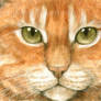 Ginger cat eyes ACEO