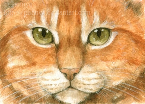 Ginger cat eyes ACEO