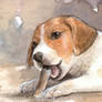 Rawhide Chew ACEO