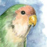 Peach-faced Lovebird ACEO