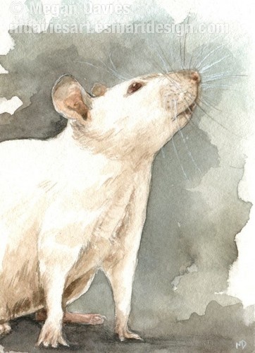 Curious Rat ACEO