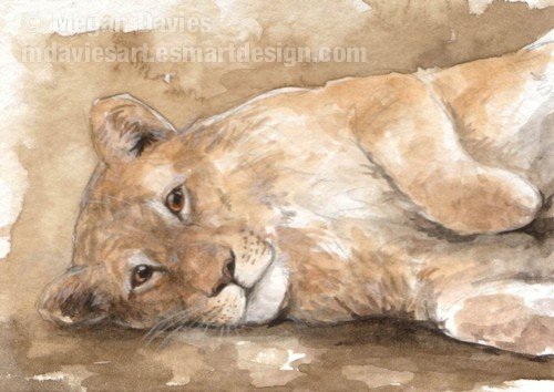 Playful Lion ACEO