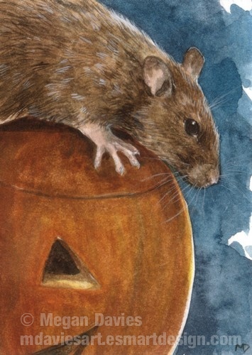 Pumpkin Rat