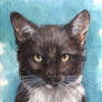 Pet Portrait ACEO - Kipley