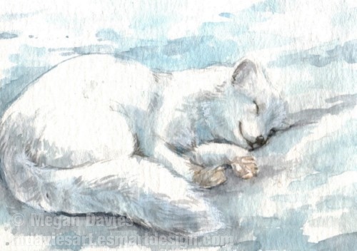 Sleepy Arctic Fox ACEO