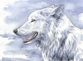 White Wolf ACEO