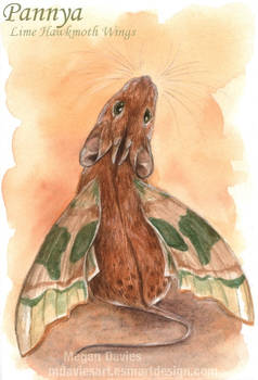 Pannya - Lime Hawkmoth Wings